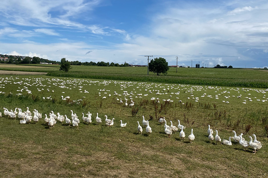 01_Gänseaufzucht