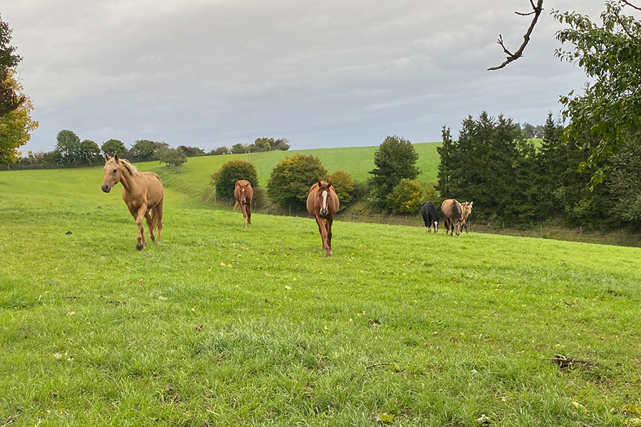 05_Ponyzucht