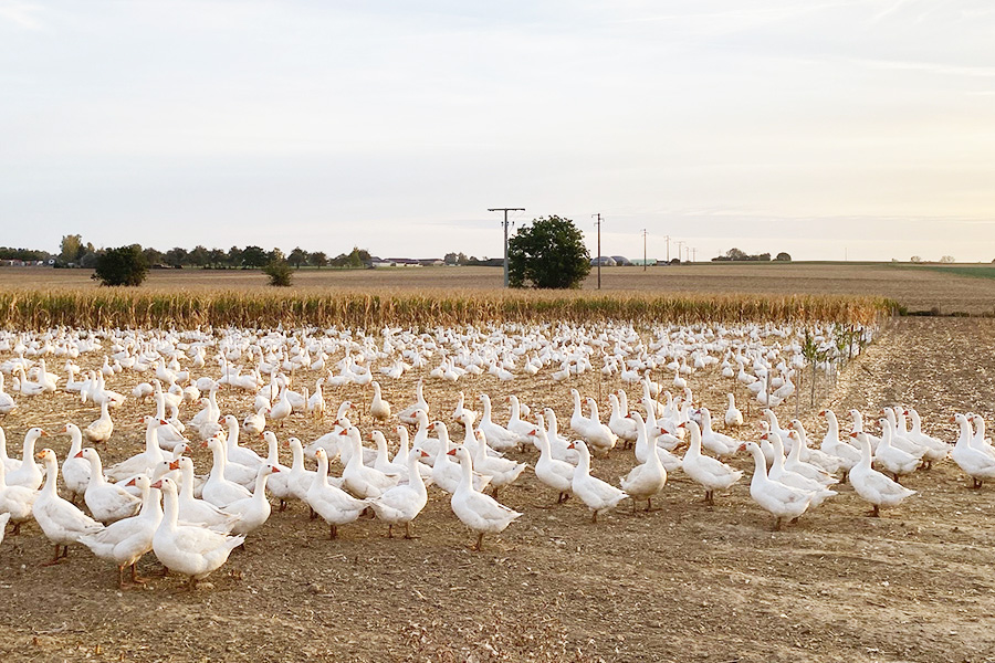 07_Gänseaufzucht