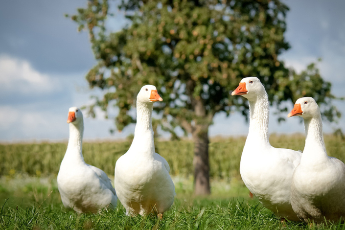 02_Gänseaufzucht